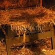 manger