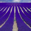 Fields-of-Lavender-in-Provence-France