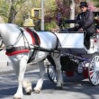 carriage shawn inglima