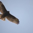 bird-soaring2