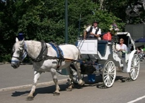 horsecarriage1